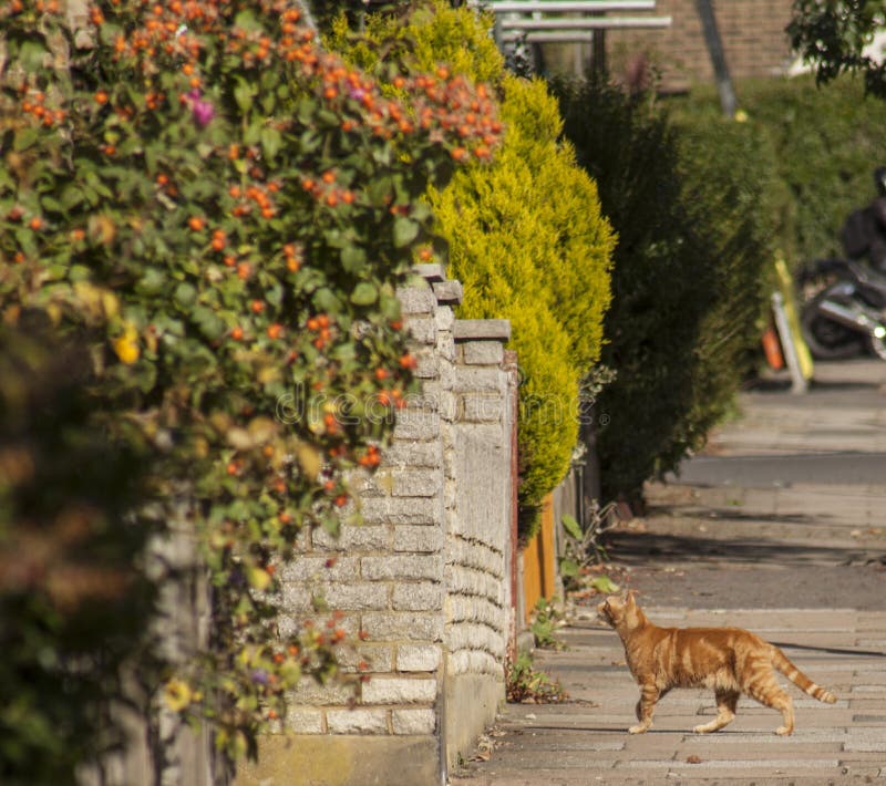 Aard in Londen - straten bij de herfst en een gemberkat stock fotografie Aard in Londen - straten bij de herfst en een gemberkat stock fotografie