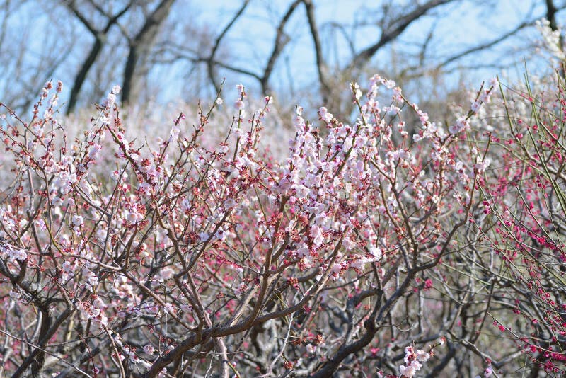 Aardachtergrond van Japanse Roze Pruimbloesems stock afbeeldingen Aardachtergrond van Japanse Roze Pruimbloesems stock afbeeldingen
