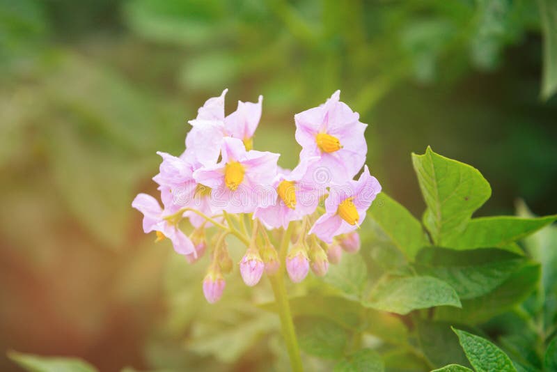 Aardappelbloem met lensgloed is gebarsten op vlotte groene tuinachtergrond die stock afbeeldingen Aardappelbloem met lensgloed is gebarsten op vlotte groene tuinachtergrond die stock afbeeldingen