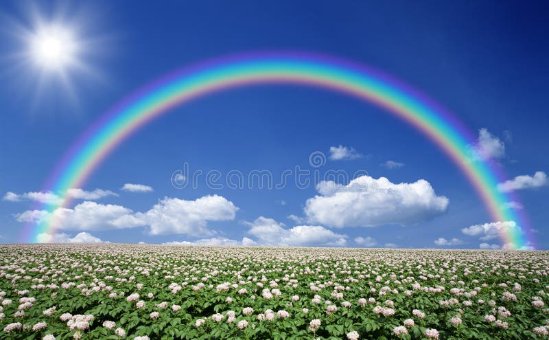 Aardappelgebied met hemel en regenboog royalty-vrije stock afbeeldingen Aardappelgebied met hemel en regenboog royalty-vrije stock afbeeldingen