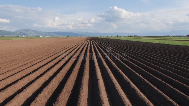 Aardappelveld in de lente na het zaaien van de camera stijgt en onthult de vleugels