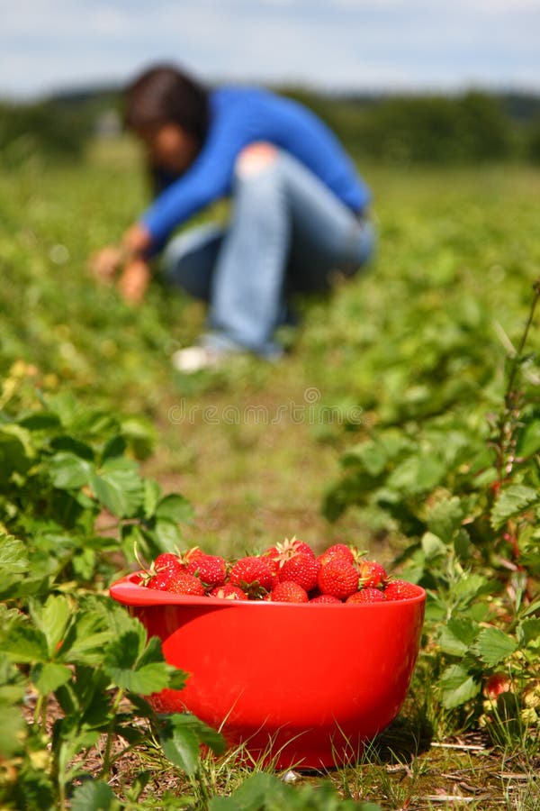 Bowl of strawberries and woman gathering strawberries on a farm in Denmark. Shallow depth of field, focus on strawberries. Bowl of strawberries and woman gathering strawberries on a farm in Denmark. Shallow depth of field, focus on strawberries