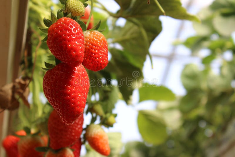 Red Strawberries in a greenhouse, picking strawberries, red and green background. Red Strawberries in a greenhouse, picking strawberries, red and green background