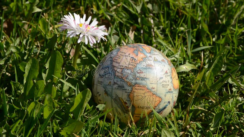 Aardebol op de lentegras en bloem