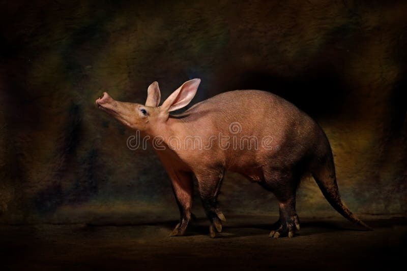 Aardvark orycteropus po urodzeniu ssaka nocnego rodzimego w afryce. szalony zwierz w ciemnej nocy. ardvark w naturze