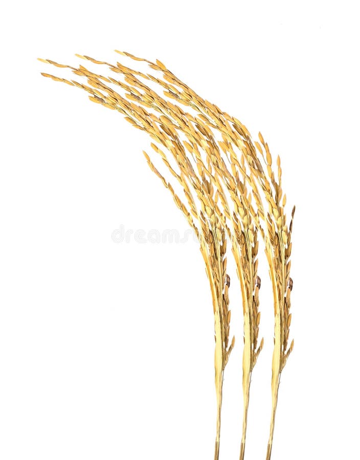 Aartjes op witte achtergrond royalty-vrije stock afbeelding Aartjes op witte achtergrond royalty-vrije stock afbeelding