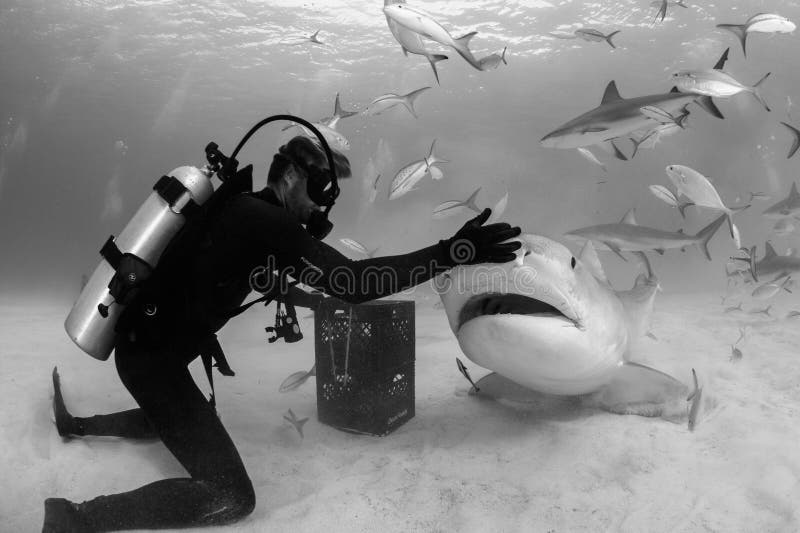 Aas het Voeden van Tiger Shark in de Bahamas stock fotografie Aas het Voeden van Tiger Shark in de Bahamas stock fotografie