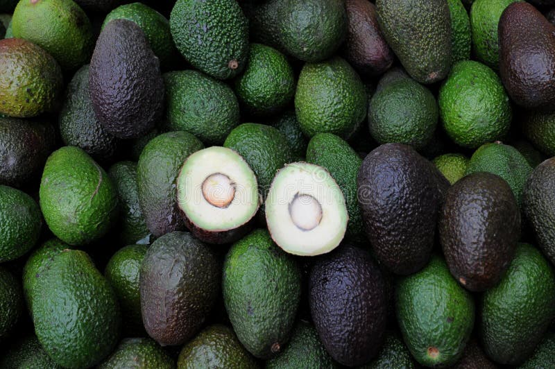 Download Abacate foto de stock. Imagem de abacate, fruta, verde - 16853074