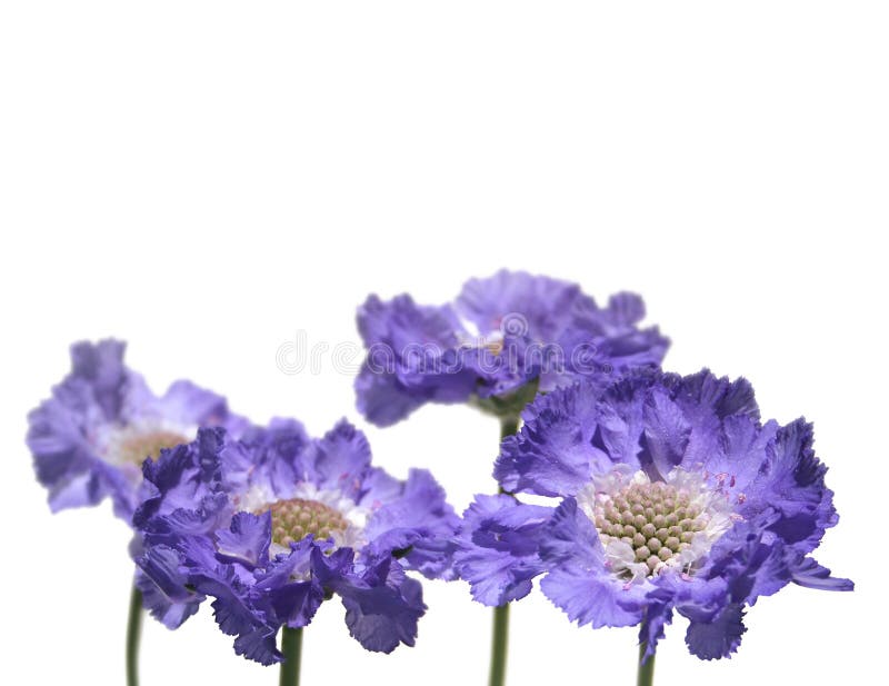 Abaissez le cadre de Scabious bleu photo libre de droits Abaissez le cadre de Scabious bleu photo libre de droits