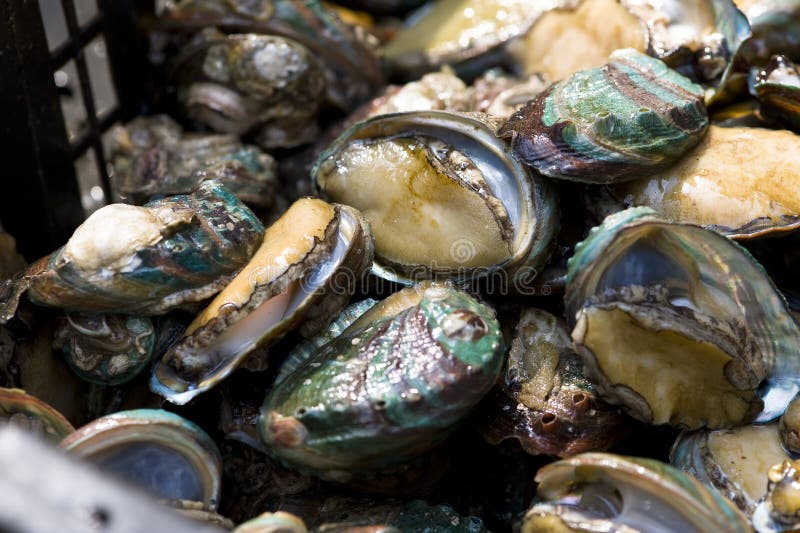 Abalone in de aquatische productmarkt