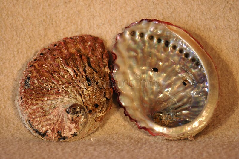 Abalone sea shells