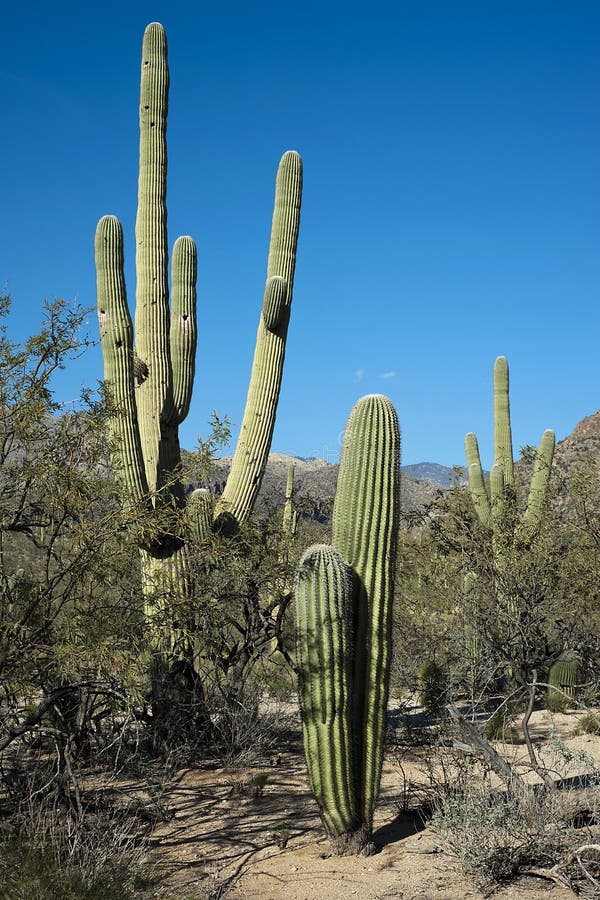 Phoenix, Arizona: Cuarto De Niños De La Planta De Desierto - Cactus Del  Saguaro Para La Venta Imagen de archivo - Imagen de foenix, genérico:  105204541