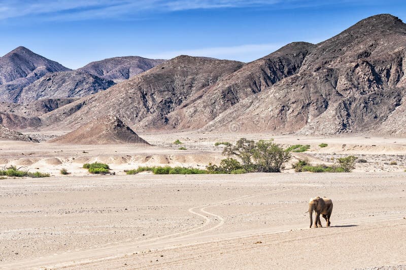 Abandone o elefante que anda no secado acima do rio de Hoanib em Namíbia