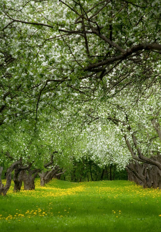 An abandoned apple orchard royalty free stock images