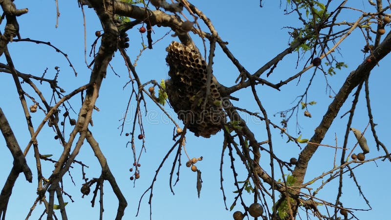 A abandoned bee hive on a tree