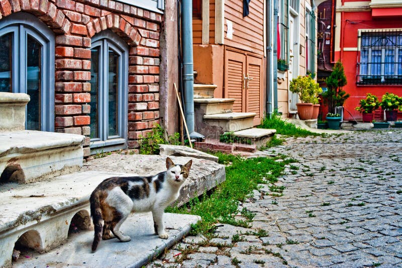 download abandoned cats download abandoned cats
