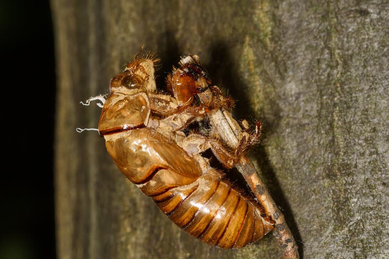 Abandoned Cicada Shell. Image Of An Insect Shell ...
