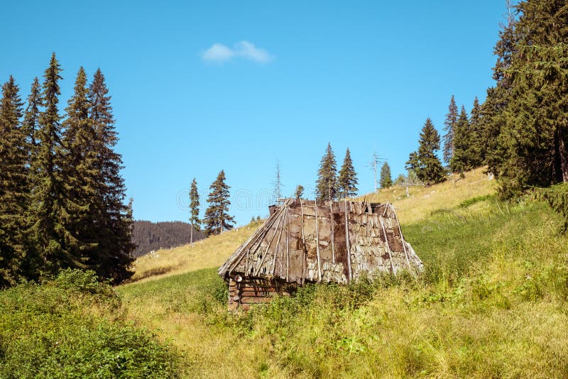 Abandoned cottage among the fir trees