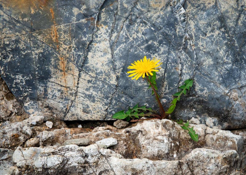 Abandoned dandelion on a stone wall