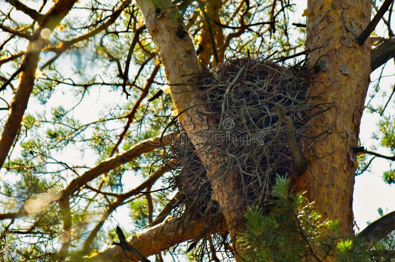 Abandoned empty eagle’s nest among the pine tree branches royalty free stock photo Abandoned empty eagle’s nest among the pine tree branches royalty free stock photo