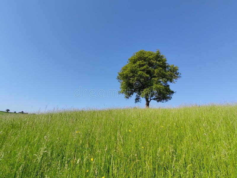 Abandoned green walnut tree on meadow.