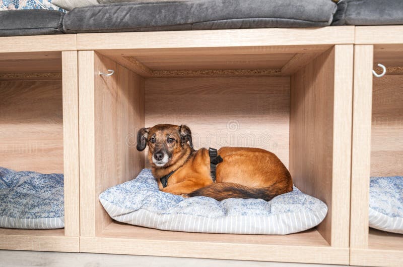 Abandoned homeless dog adopted by good people and lies on a comfortable soft cushion in the pet shop stock photography Abandoned homeless dog adopted by good people and lies on a comfortable soft cushion in the pet shop stock photography