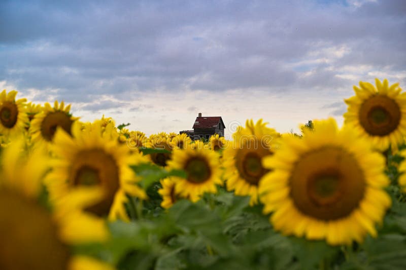 House on field of sunflowers