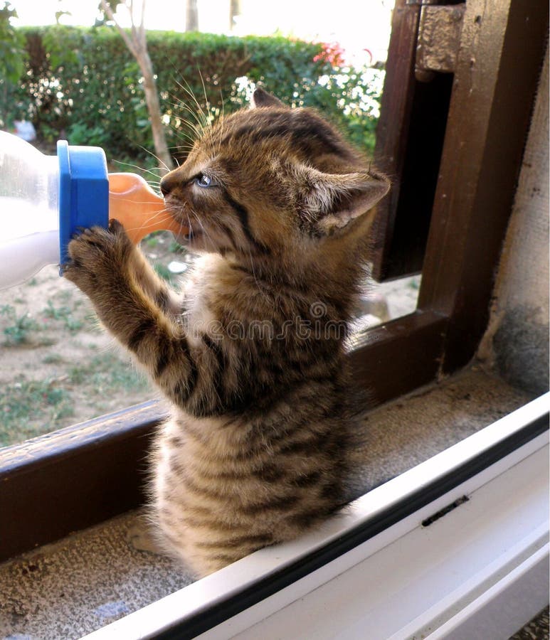 download abandoned cats for free download abandoned cats for free