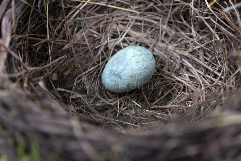 240 Bird Nest Abandoned Egg Photos Free Royalty Free Stock Photos From Dreamstime 240 Bird Nest Abandoned Egg Photos Free Royalty Free Stock Photos From Dreamstime