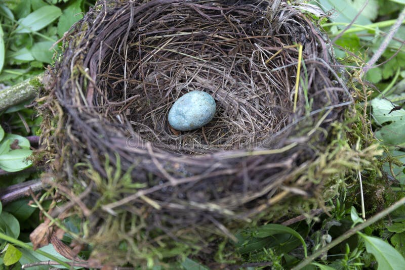 240 Bird Nest Abandoned Egg Photos Free Royalty Free Stock Photos From Dreamstime 240 Bird Nest Abandoned Egg Photos Free Royalty Free Stock Photos From Dreamstime