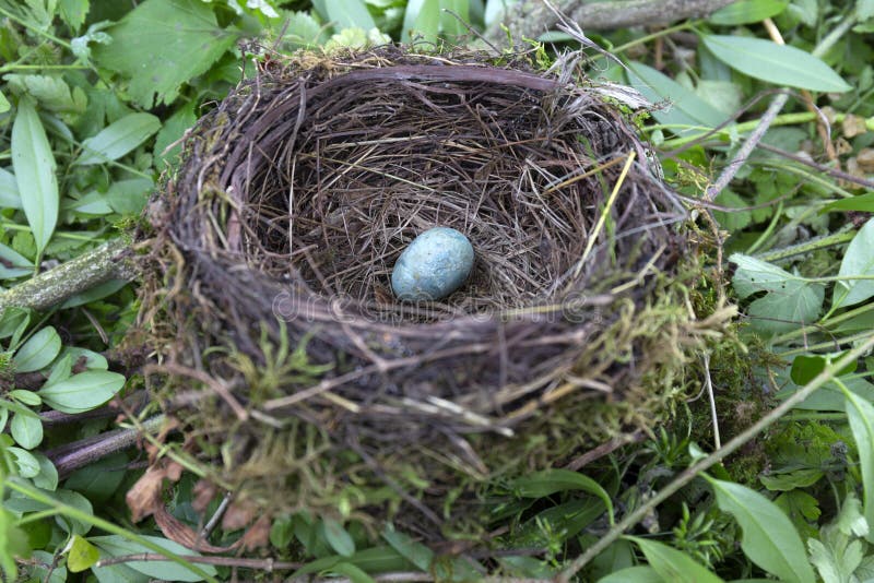 240 Bird Nest Abandoned Egg Photos Free Royalty Free Stock Photos From Dreamstime 240 Bird Nest Abandoned Egg Photos Free Royalty Free Stock Photos From Dreamstime
