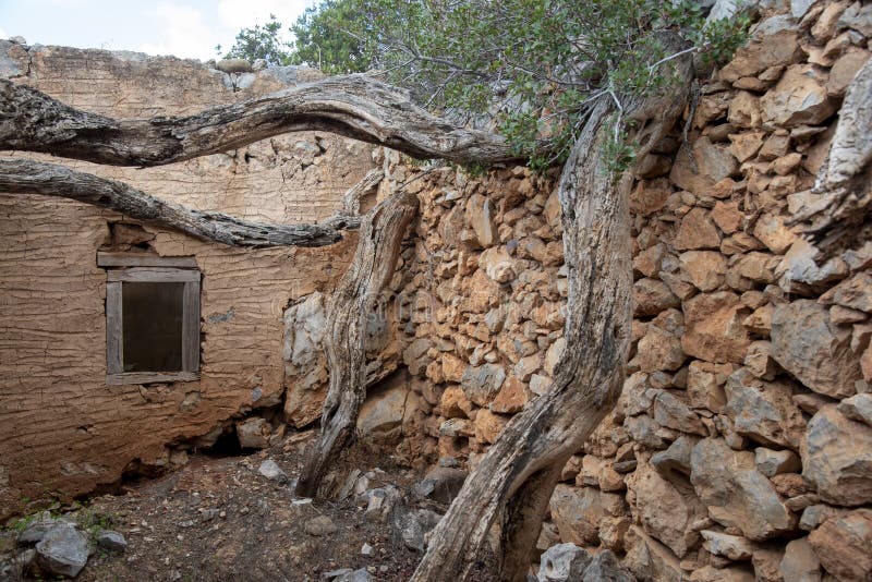 Abandoned stone building reclaimed by nature with trees and weathered walls royalty free stock images