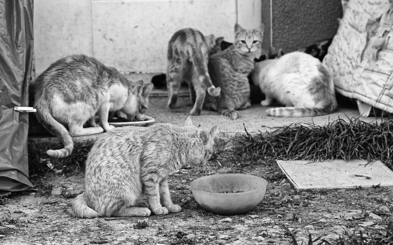 abandoned cats download free abandoned cats download free