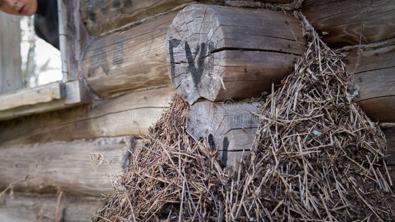 Abandoned village in the forest royalty free stock image