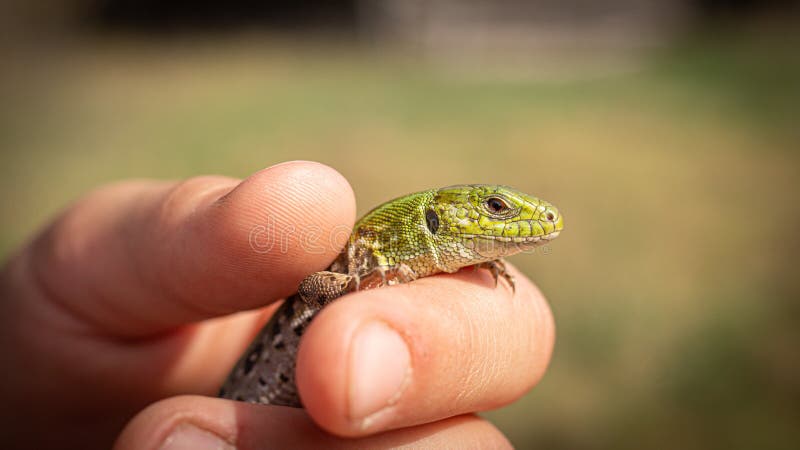 Abandoned village in the forest royalty free stock photo
