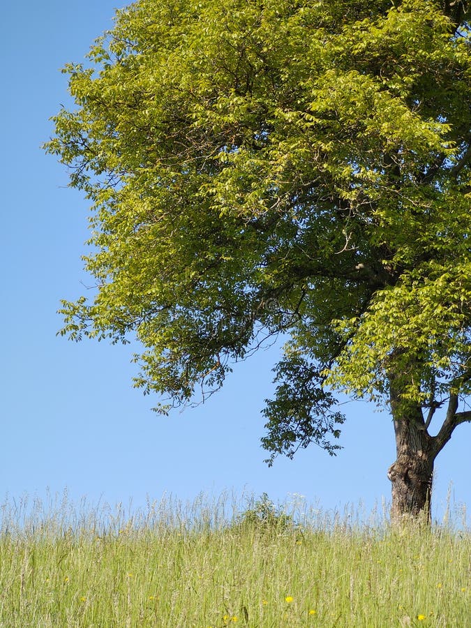 Abandoned green walnut tree on meadow.