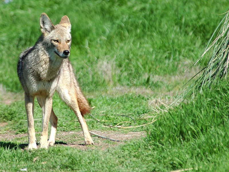 Download Abandonnez le coyote 5 image stock. Image du coyote, prédateur - 85251
