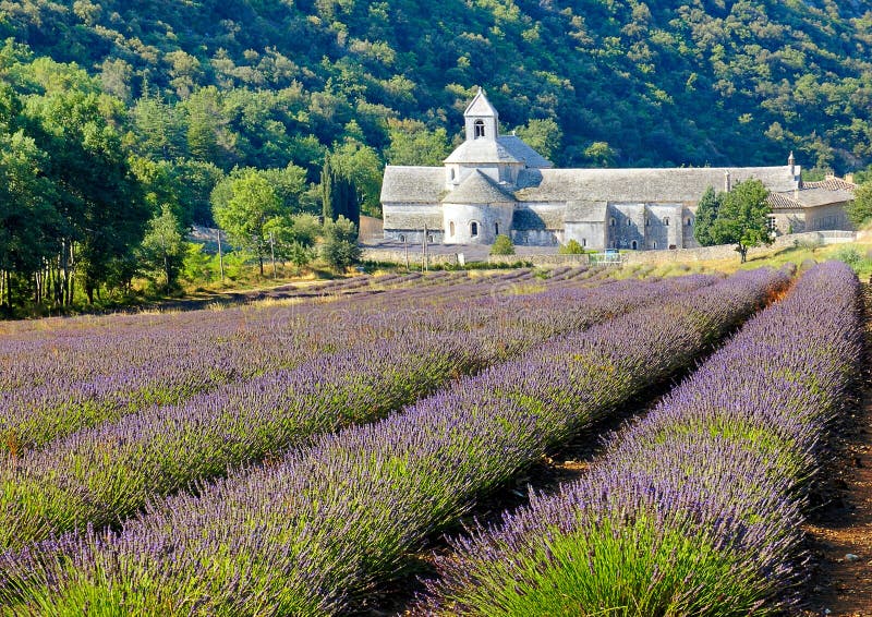 The Abbaye de Senanque, a functioning abbey in Provence, reknowned for its lavender fields.