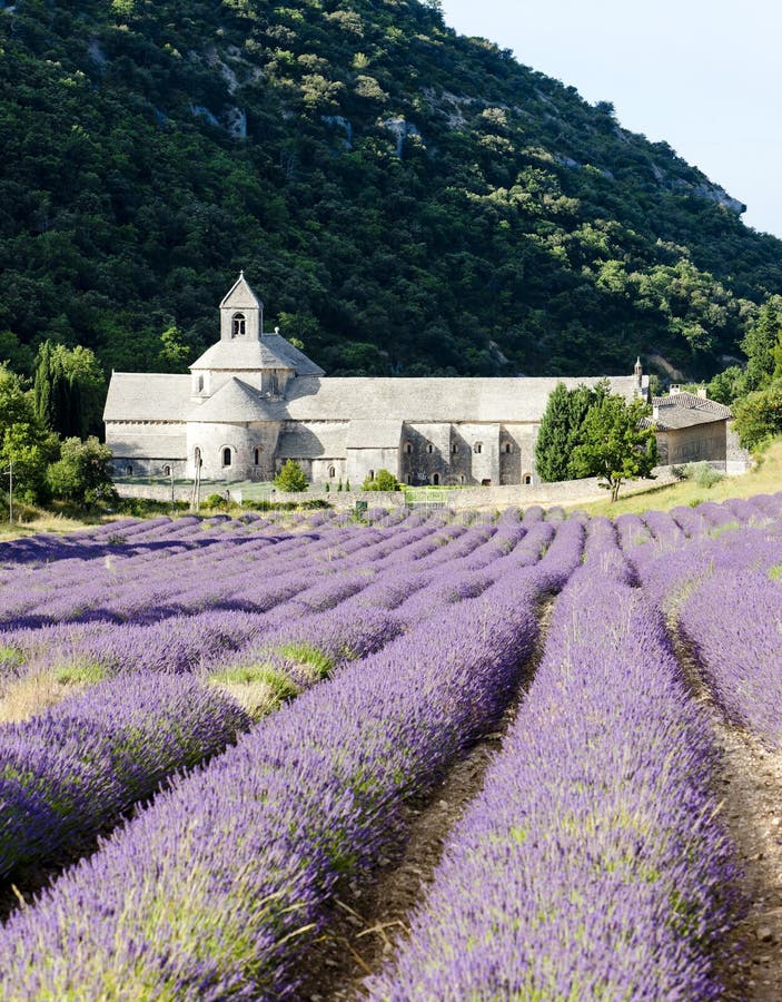 Senanque abbey with lavender field, Provence, France. Senanque abbey with lavender field, Provence, France