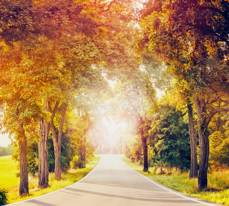 Abbellisca con la strada campestre, gli alberi di autunno e la luce solare asfaltati immagine stock Abbellisca con la strada campestre, gli alberi di autunno e la luce solare asfaltati immagine stock