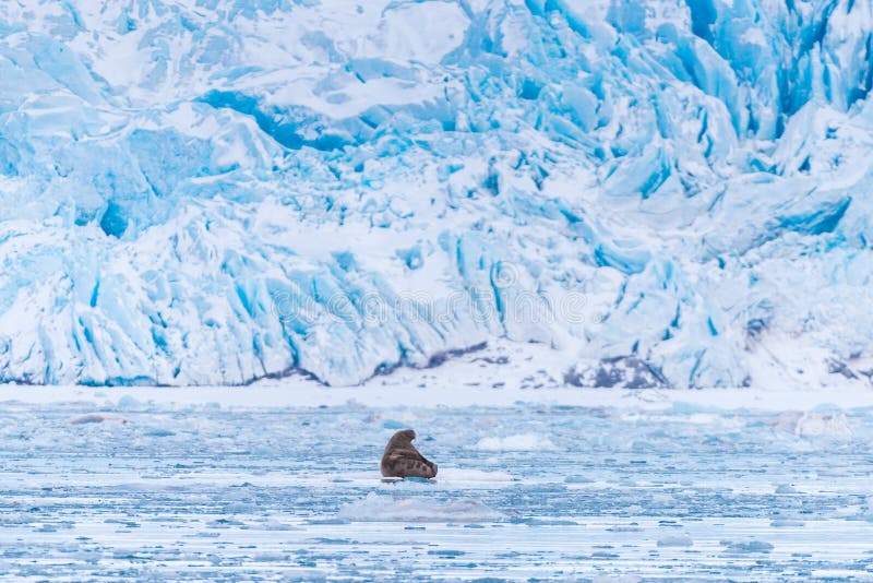 Abbellisca il tricheco della natura su una banchisa del giorno artico del sole dell'inverno di Spitsbergen Longyearbyen le Svalba immagine stock Abbellisca il tricheco della natura su una banchisa del giorno artico del sole dell'inverno di Spitsbergen Longyearbyen le Svalba immagine stock