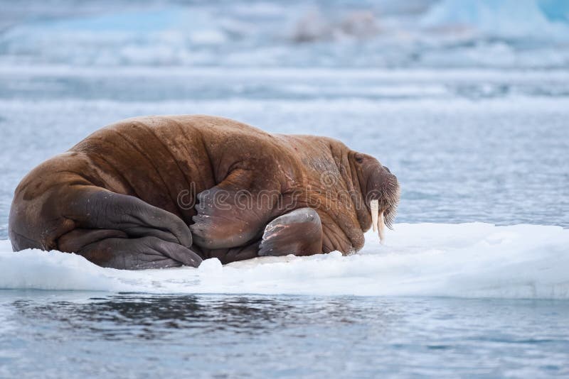 Abbellisca il tricheco della natura su una banchisa del giorno artico del sole dell'inverno di Spitsbergen Longyearbyen le Svalba fotografia stock libera da diritti Abbellisca il tricheco della natura su una banchisa del giorno artico del sole dell'inverno di Spitsbergen Longyearbyen le Svalba fotografia stock libera da diritti
