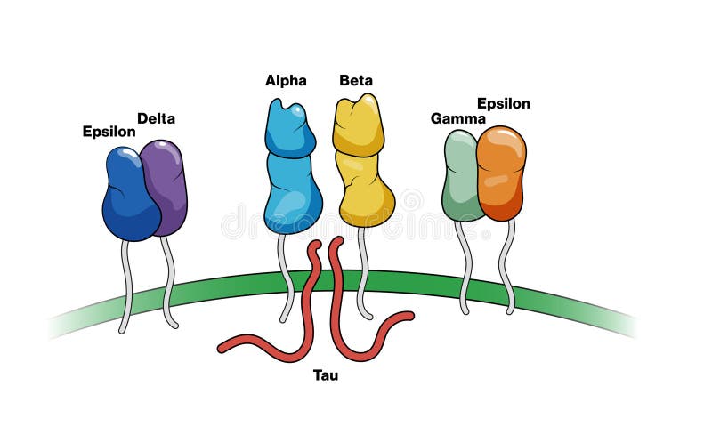 Abbildung des Cluster-Differenzierungsfaktors 3 auf weißem Hintergrund, der zelluläre Marker in der Immunologieforschung zeigt. stock abbildung
