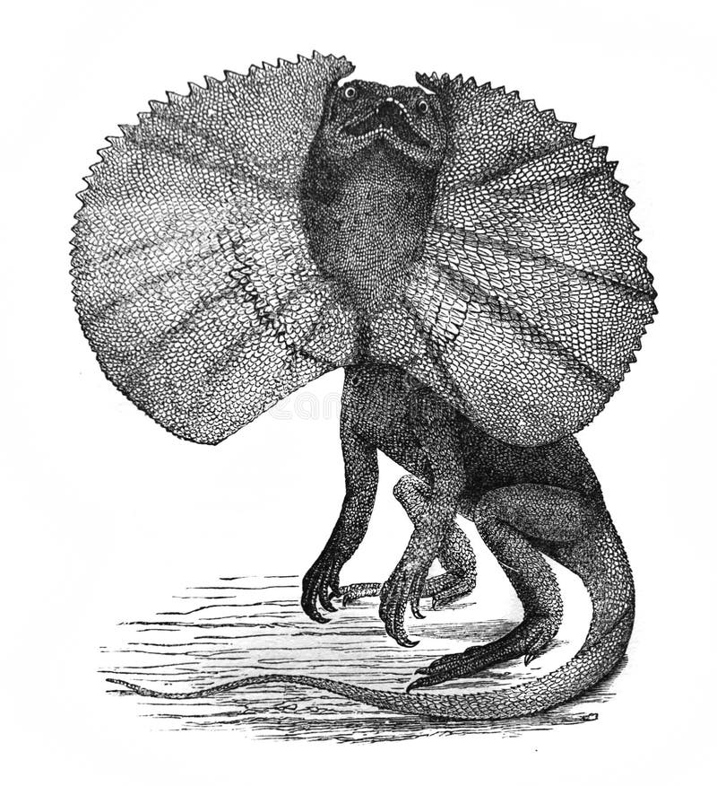 Illustration of frilled lizard Chlamydosaurus in the old book The Encyclopaedia Britannica, vol. 14, by C. Blake, 1882, Edinburgh Vintage, retro. Illustration of frilled lizard Chlamydosaurus in the old book The Encyclopaedia Britannica, vol. 14, by C. Blake, 1882, Edinburgh Vintage, retro.