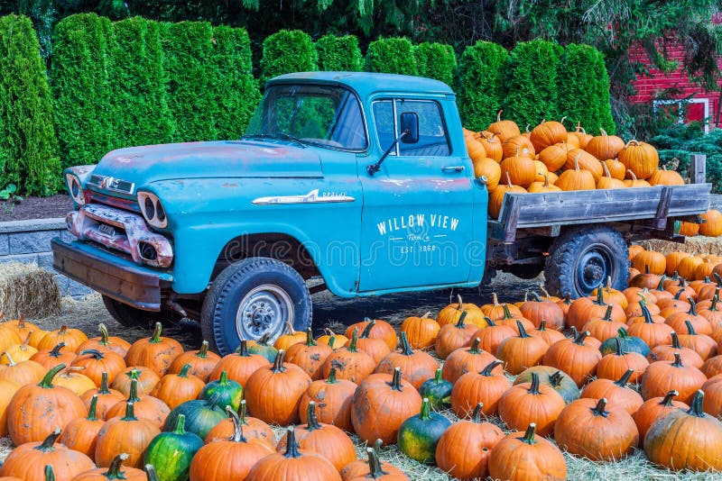 ABBOTSFORD, CANADA - September 07, 2019: Fresh pumpkins on a farm near very old truck Willow View Farms