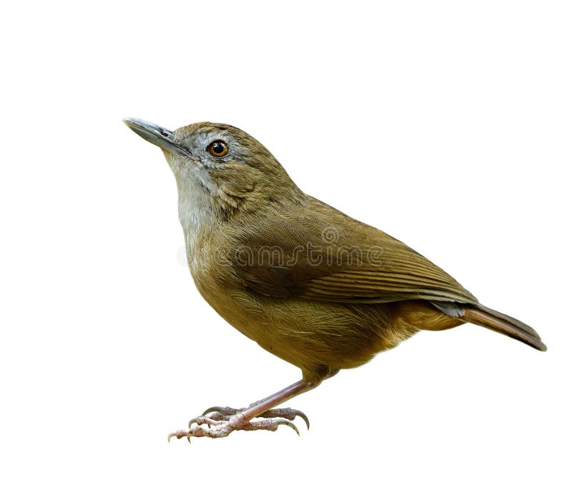 Abbott s babbler (malacocinda abbotti) beautiful brown bird with