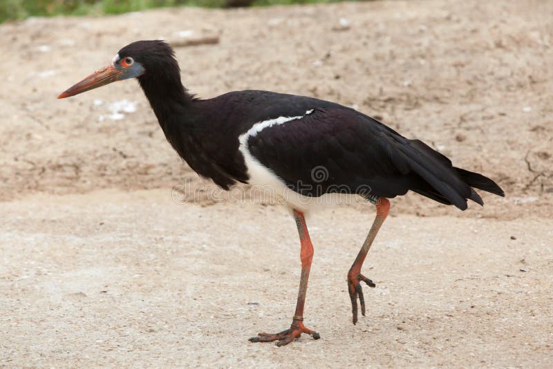 Abdim's stork (Ciconia abdimii), also known as the white-bellied stork. Wildlife animal. Abdim's stork (Ciconia abdimii), also known as the white-bellied stork. Wildlife animal.