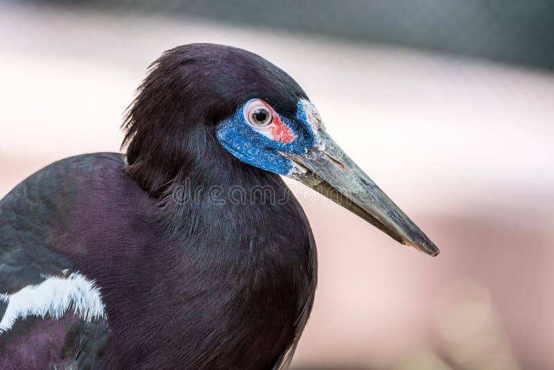 Abdim Stork closeup with soft diffused background royalty free stock images Abdim Stork closeup with soft diffused background royalty free stock images