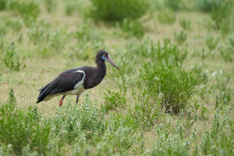 Abdims stork Ciconia abdimii white bellied family Ciconiidae Tanzania. High quality photo