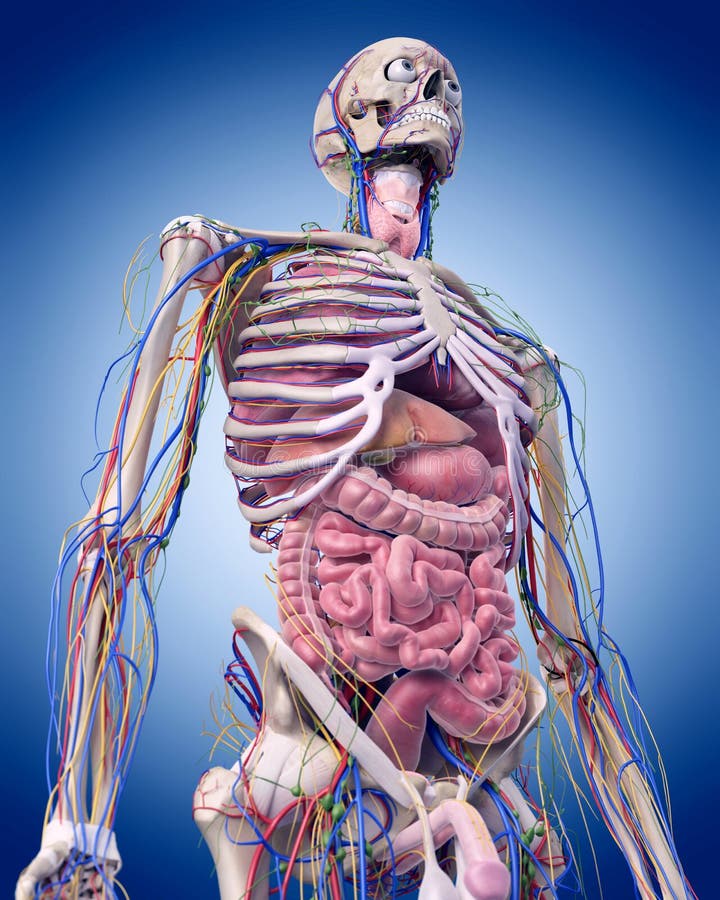 The abdominal anatomy stock illustration. Illustration of ...